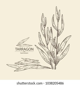 Tarragon: branch and tarragon leaves. Vector hand drawn illustration.