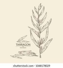 Tarragon: branch and tarragon leaves. Vector hand drawn illustration.