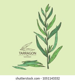 Tarragon: branch and tarragon leaves. Vector hand drawn illustration.