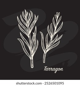 Tarragon Zweig im Stil der Linienzeichnung. Kreidezeichnung auf dem Brett.  Tarragon Zweig im Stil der Linienzeichnung. 