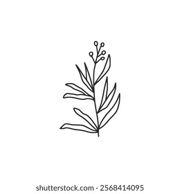 Tarragon doodle medicine or culinary herb. Vector hand drawn illustration isolated on white background.