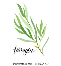 Tarragon In Flat Style. Hand Written Text. Vector