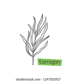 Tarragon hand drawn vector illustration. Culinary herbs. and spice.