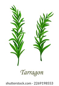 Tarragon Kräutersaison oder Östragon Gewürzaroma, Vektor und Kräuterkondition. Sorgfältig oder estragonisch, kulinarisch und kochend Zutat, Gewürz- und Aromastoff-Ankleidung