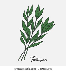 Tarragon herb spice leaves, a bunch of herb, hand drawn vector sketch illustration