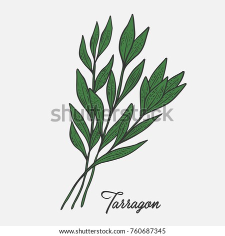 Tarragon herb spice leaves, a bunch of herb, hand drawn vector sketch illustration Stock photo © 