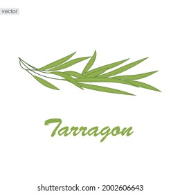 Tarragon herb vector illustration isolated