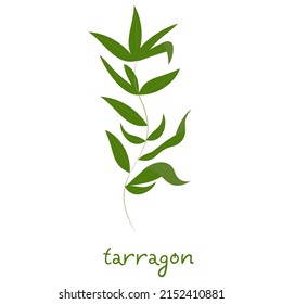 Tarragon. Herbs for cooking. Vector drawing of tarragon.