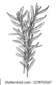 Tarragon Illustration, Drawing, Engraving, Ink, Line Art, Vector