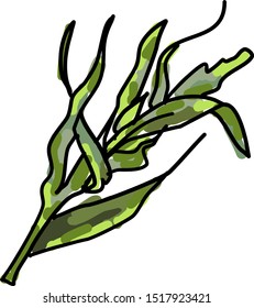 Tarragon, Illustration, Vector On White Background.