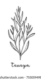 Tarragon ink sketch. Isolated on white background. Hand drawn vector illustration. Retro style.