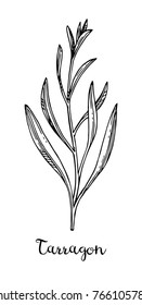 Tarragon ink sketch. Isolated on white background. Hand drawn vector illustration. Retro style.
