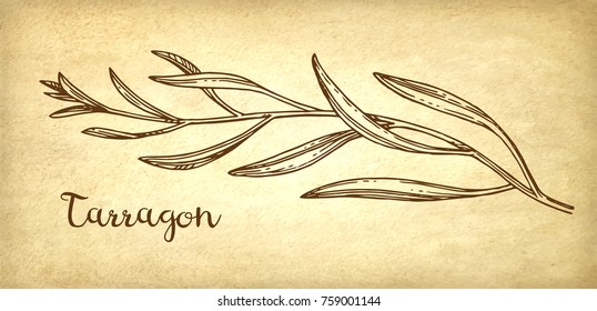 Tarragon ink sketch on old paper background. Hand drawn vector illustration. Retro style.