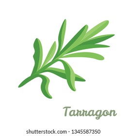 Tarragon isolated on white background. Vector illustration of green fragrant estragon in cartoon simple flat style.