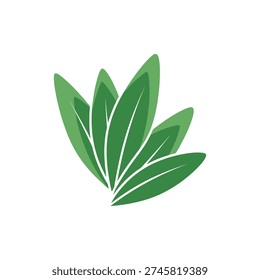 Tarragon Leaves Layered in Depth Botanical Herb Illustration Fresh Green Leafy Foliage