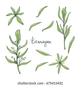 Tarragon leaves set/ Culinary herbs and spices sketch/ Hand drawn tarragon isolated on white background/ Vector illustration