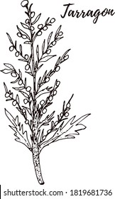 Tarragon. Medicinal herbs collection. Vector set of hand drawn summer florals, herbs, weeds and meadows. Vintage plants illustration. Botanical elements in engraved style. Wild flowers outlines set.