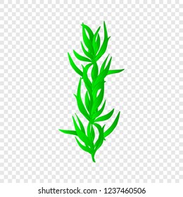 Tarragon. Plant on a transparent background.
