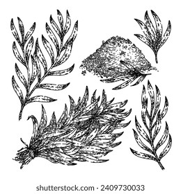 Pagon Set handgezeichnet. estragon food, pflanzenblatt, grasblätter tarragon vektorskizze. einzelne schwarze Illustration