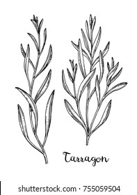 Tarragon set. Ink sketch isolated on white background. Hand drawn vector illustration. Retro style.