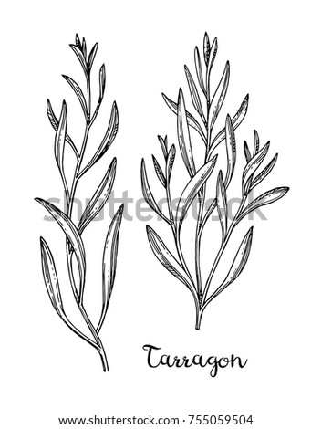 Tarragon set. Ink sketch isolated on white background. Hand drawn vector illustration. Retro style. Stock photo © 