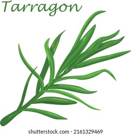 Tarragon. Eine würzige Pflanze zum Kochen. Eine grüne Pflanze für Gewürze.Tarragon, ein Heilkräuter. Vektorgrafik einzeln auf weißem Hintergrund