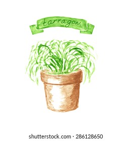 Tarragon in terra cotta pot. Watercolor illustration.