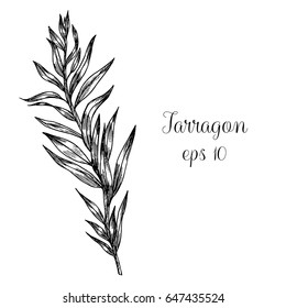 Tarragon Vector Hand Drawn Illustration. Isolated Spice Object. 