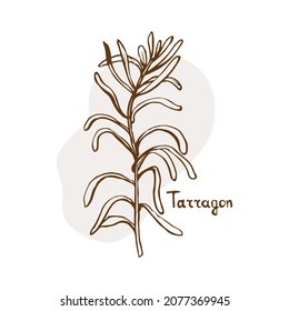 Tarragon vector. Herbs and spices hand drawn vector illustration. Sketchy style.Vintage illustration. Aromatic plants. Hand drawn sketch of food. Card design. Spices and herbs black and white design
