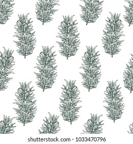 Tarragon. Vector seamless pattern with estragon for design menu, packaging and recipes. Hand drawn retro illustration. Botanical banner template.
