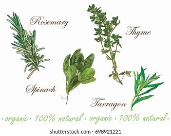 Tarragon,rosemary,thyme And Spinach Vector Herb Set