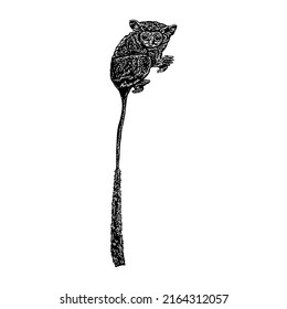 Tarsier hand drawing vector illustration isolated on white background