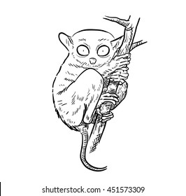 Tarsier Monkey Vector Illustration, a hand drawn vector illustration of a rare tarsier monkey.