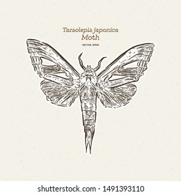 Tarsolepis japonica is a species of moth of the Notodontidae family. It is found in Taiwan and Japan. hand draw sketch vector.