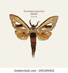 Tarsolepis japonica is a species of moth of the Notodontidae family. It is found in Taiwan and Japan. hand draw sketch vector.