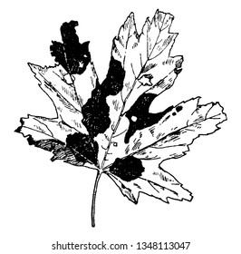 Tarspot maple disease is caused by Rhytisma Acerinum. Sick spots appear as tar spots on the upper surface of the leaves, vintage line drawing or engraving illustration.