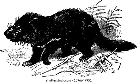 El demonio de Tasmania es un marsupial carnívoro nativo de la línea vintage de Tasmania o ilustración grabadora.