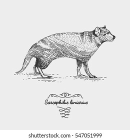 tasmanian devil engraved, hand drawn vector illustration in woodcut scratchboard style, vintage drawing australian species. sacrophilus laniarius.