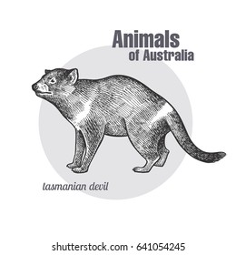 Tasmanian devil hand drawing. Animals of Australia series. Vintage engraving style. Vector art illustration. Black graphic isolate on white background. The object of a naturalistic sketch.