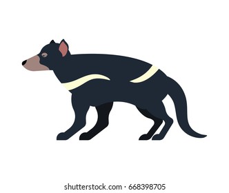 Tasmanian devil isolated. Marsupial wild beast. Animal on white background
