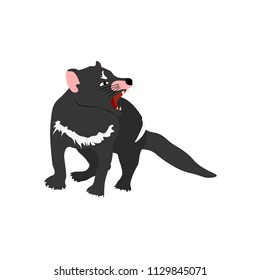 Tasmanian devil on the white background, Vector illustration