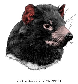 the Tasmanian devil sketch head vector graphics color picture