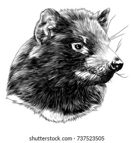 the Tasmanian devil sketch head vector graphics monochrome black-and-white drawing