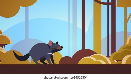 tasmanian devil walking in forest australian wild animal wildlife fauna concept landscape background horizontal vector illustration