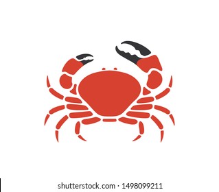 Tasmanian giant crab. Isolated crab on white background