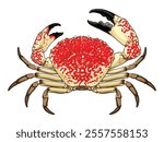 Tasmanian Giant Crab top view detailed vector with staggering pattern on its shell