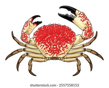 Tasmanian Giant Crab top view detailed vector with staggering pattern on its shell