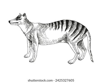 Tasmanian tiger extinct animal sketch