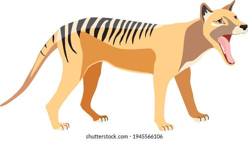 Tasmanian tiger, thylacine or marsupial wolf. Vector illustration