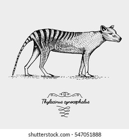 Tasmanian wolf Thylacinus cynocephalus engraved, hand drawn vector illustration in woodcut scratchboard style, vintage drawing australian extinct species.